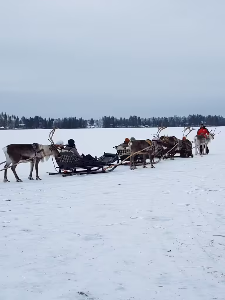 Weekend w Rovaniemi - z wizytą u Świętego Mikołaja Renifery