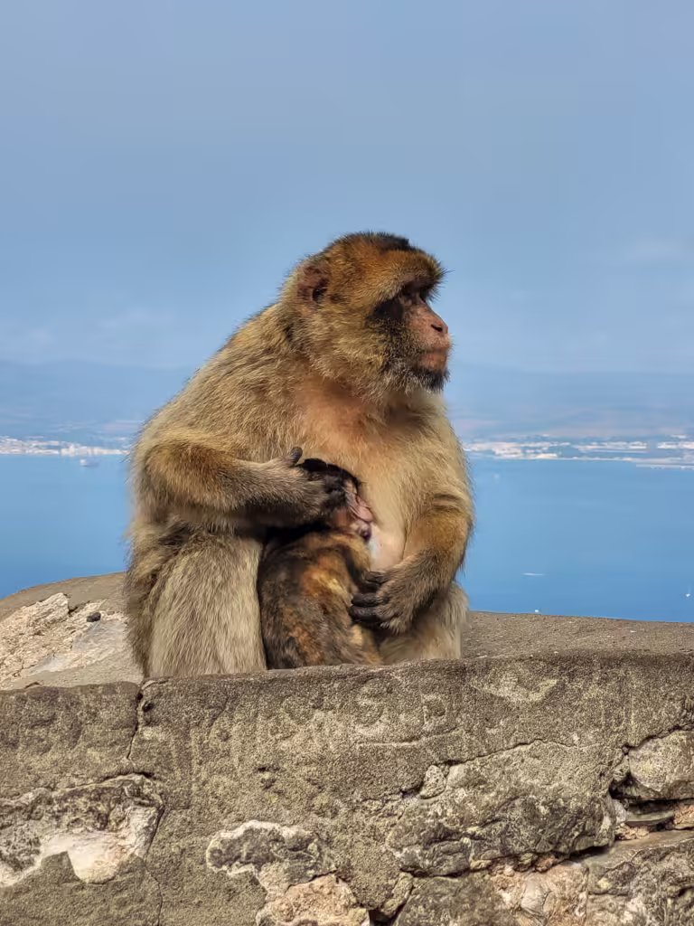 Rodzina małp - Gibraltar