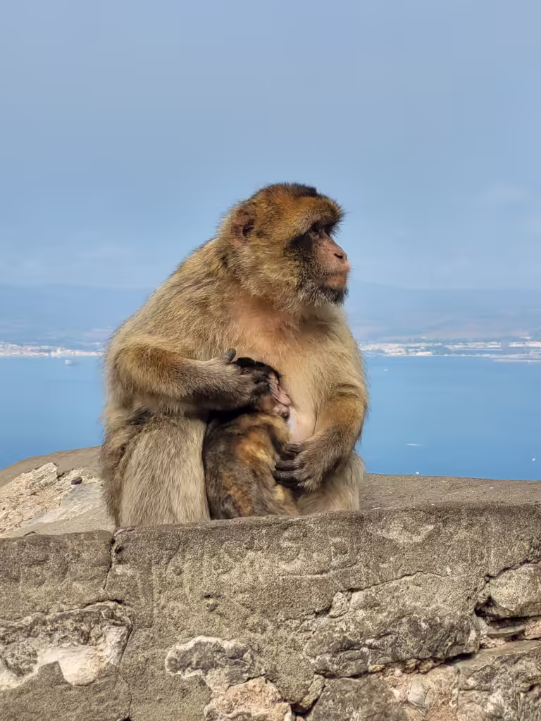 Gotowy plan podróży po Andaluzji. Podsumowanie kosztów wycieczki. Magoty Gibraltarskie