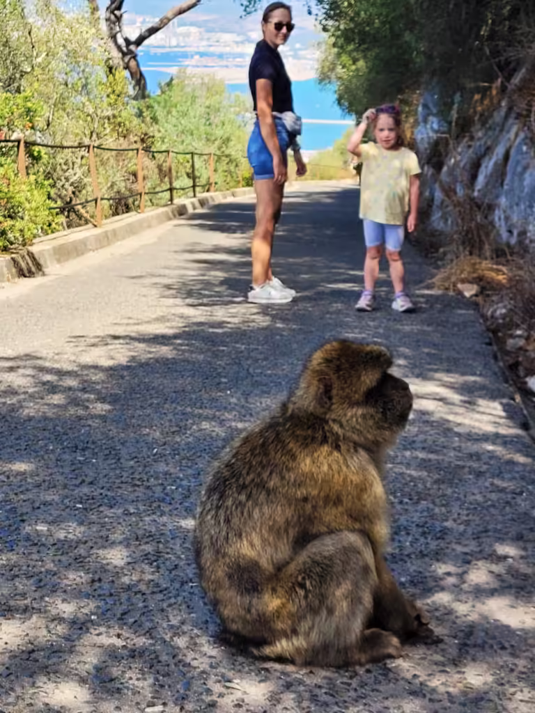 Podziwiamy z oddali małpy na Gibraltarze