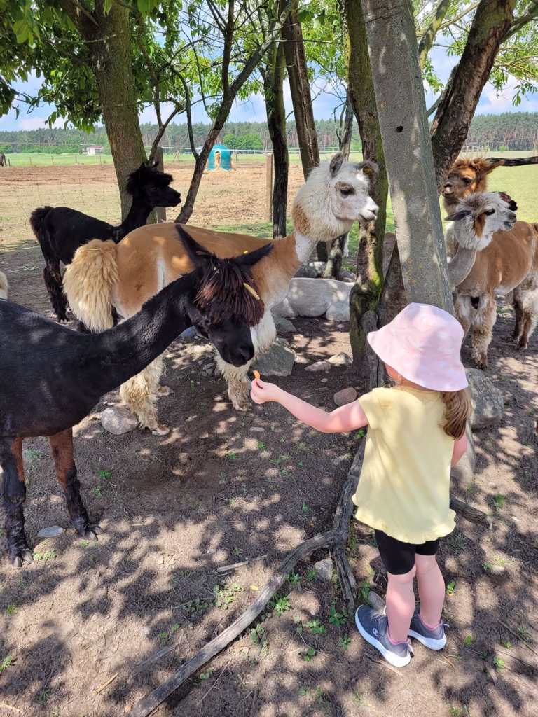 Podróżnicze podsumowanie roku 2024 - Alpakoland Klotyldzin