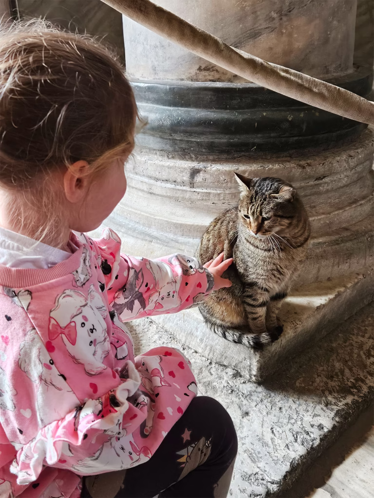 Kot w Hagia Sophia